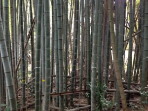 放置竹林