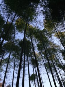 竹林