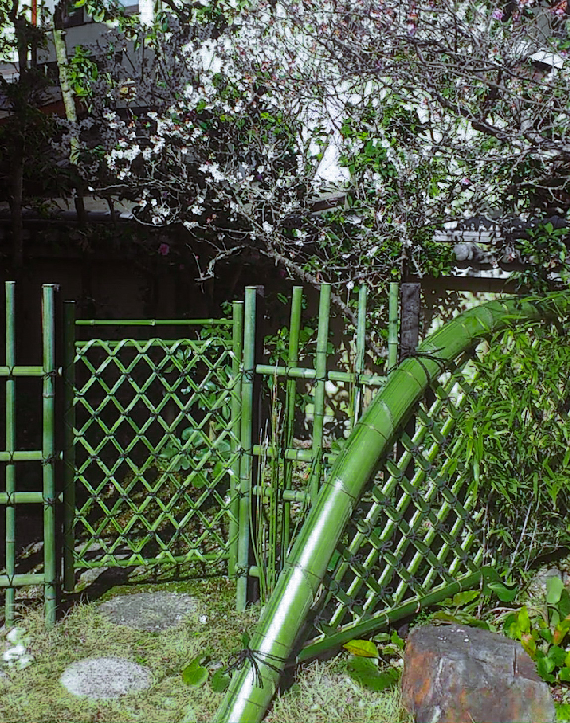 Man cutting bamboo outside
