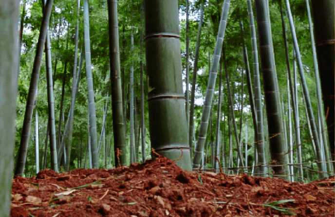 bamboo wall going left