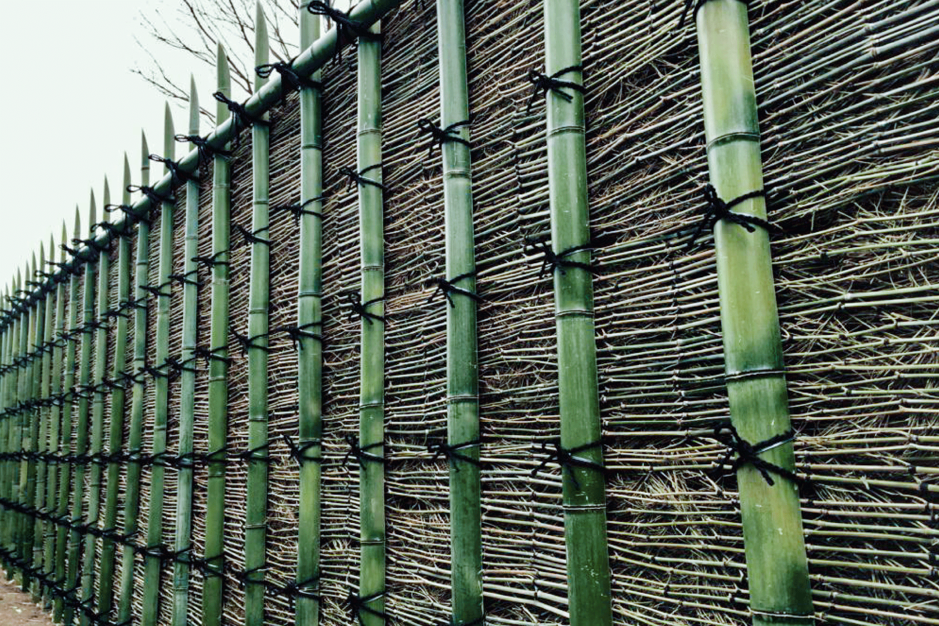 Bamboo wall