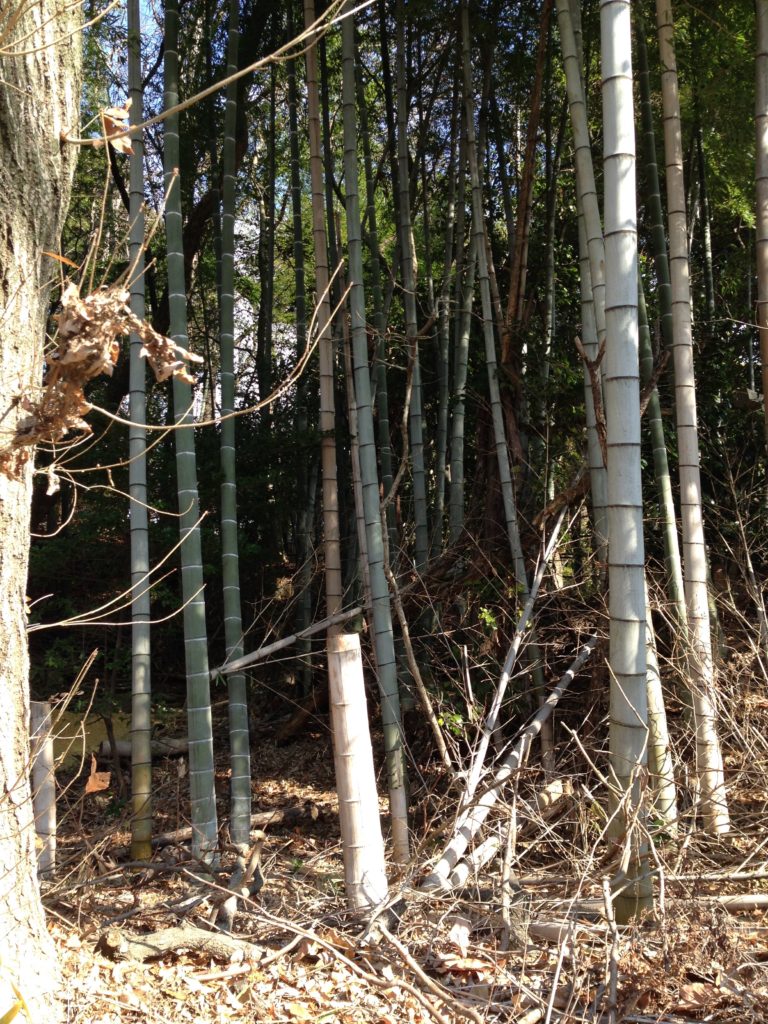 京都の竹林・竹藪の伐採・整備、お任せください。