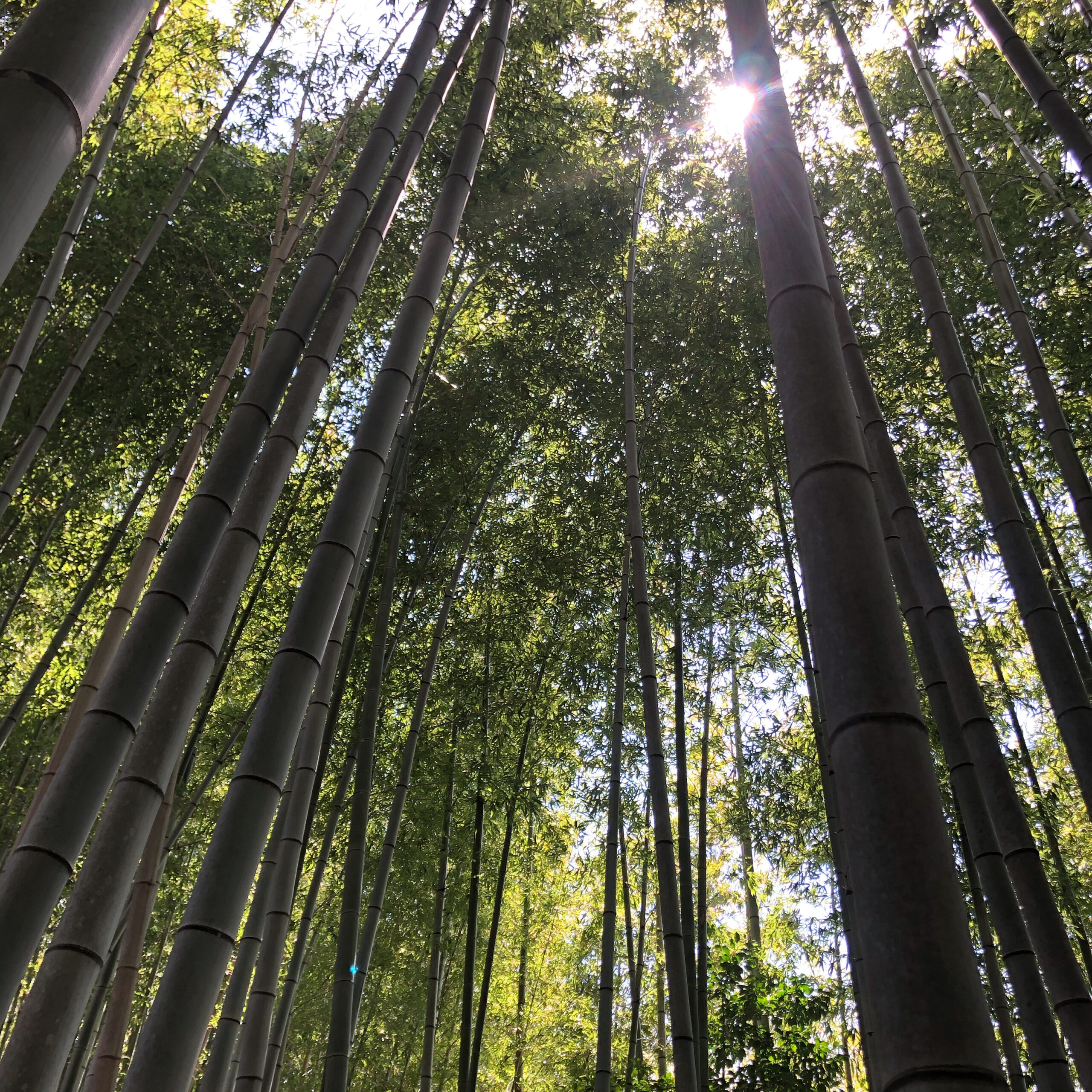 竹林（竹藪）管理します。