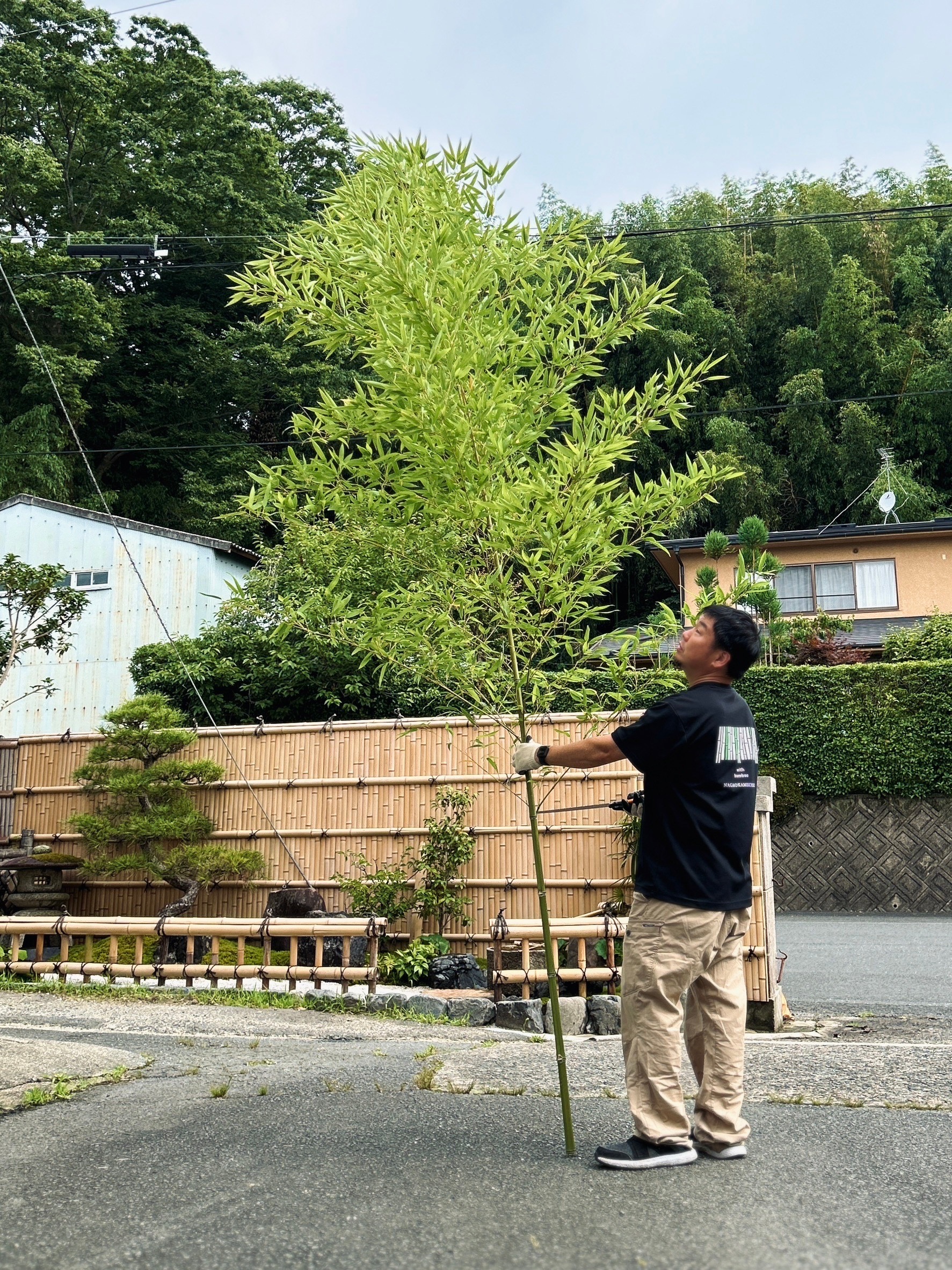 七夕の笹あります。本物の天然青竹