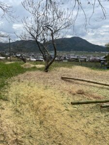 チッパーで放置竹林を竹チップへ