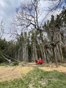 チッパーで放置竹林を竹チップへ