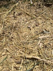 チッパーで放置竹林を竹チップへ